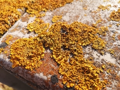 Xanthoria parietina