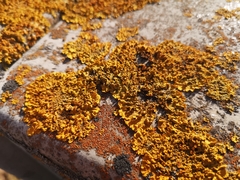 Xanthoria parietina