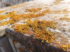 Xanthoria parietina