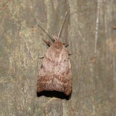 Tortricopsis semijunctella