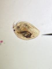 Picripleuroxus denticulatus