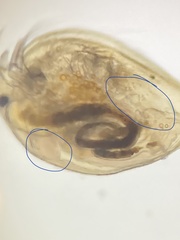 Picripleuroxus denticulatus
