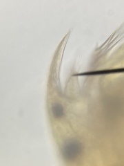 Picripleuroxus denticulatus