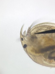 Picripleuroxus denticulatus