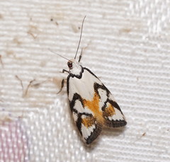 Cosmaresta anarrecta