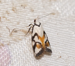 Cosmaresta anarrecta