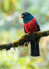 Trogon comptus