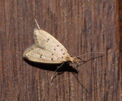 Atheropla decaspila