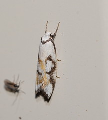 Cosmaresta anarrecta