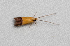 Crocanthes micradelpha