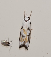 Cosmaresta anarrecta