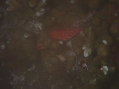 Cirrhitichthys oxycephalus