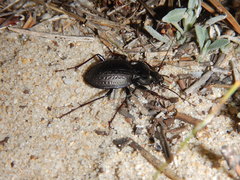 Carabus lusitanicus