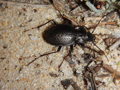Carabus lusitanicus