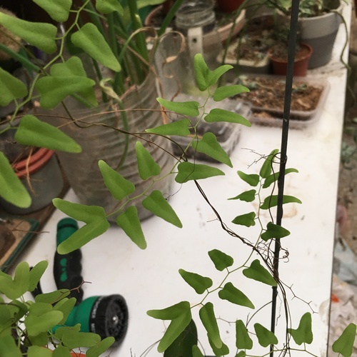 Lygodium microphyllum iNat (2)