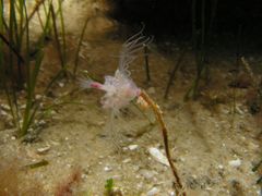 Lobataria newtoni