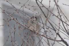Passer domesticus