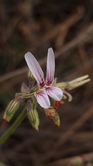 Pelargonium dolomiticum