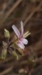 Pelargonium dolomiticum