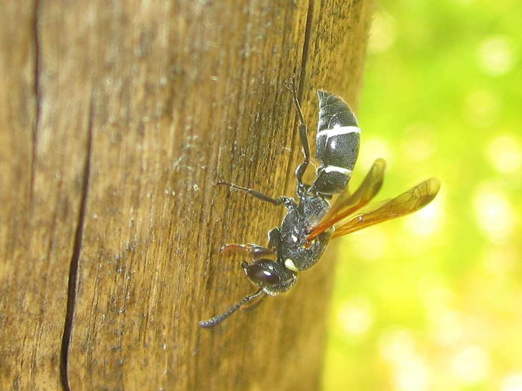 Ancistroceroides ambiguus