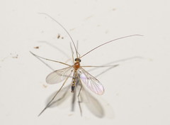 Macrocerinae