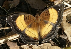 Junonia terea terea