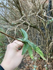 Buddleja davidii