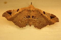 Esthlodora variabilis