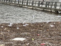 Chroicocephalus ridibundus