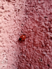 Coccinella septempunctata