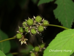Rubus inopertus