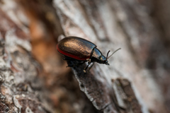Chrysolina marginata