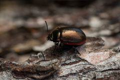 Chrysolina marginata