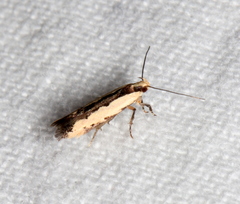 Ardozyga catarrhacta