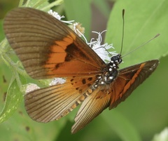 Acraea alcinoe alcinoe