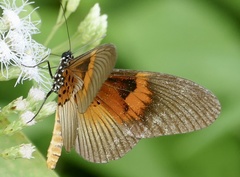 Acraea alcinoe alcinoe