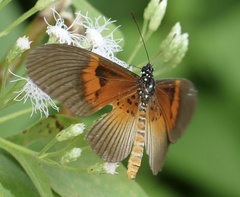 Acraea alcinoe alcinoe