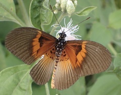Acraea alcinoe alcinoe