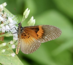 Acraea alcinoe alcinoe