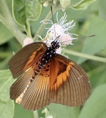 Acraea alcinoe alcinoe