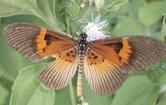 Acraea alcinoe alcinoe
