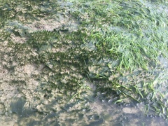 Zostera noltei