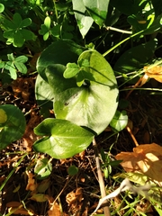 Arisarum vulgare