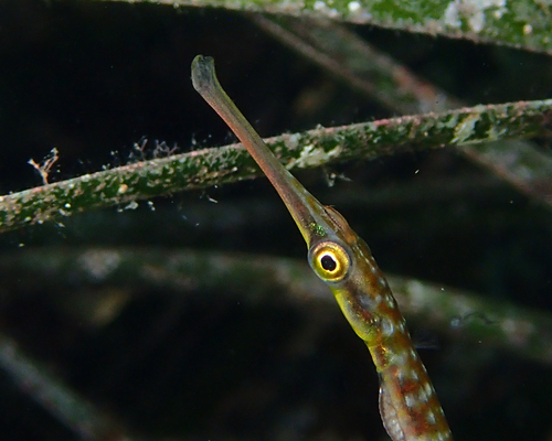 Brushtail pipefish (Leptoichthys fistularius) — Syngnathidae — 4