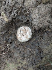 Calvatia lepidophora