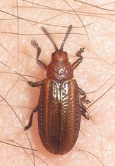 Microrhopala vittata