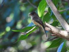 Contopus latirostris