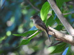 Contopus latirostris