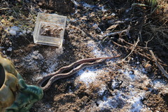 Hypsiglena ochrorhynchus klauberi
