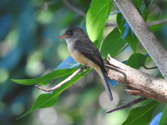 Contopus latirostris